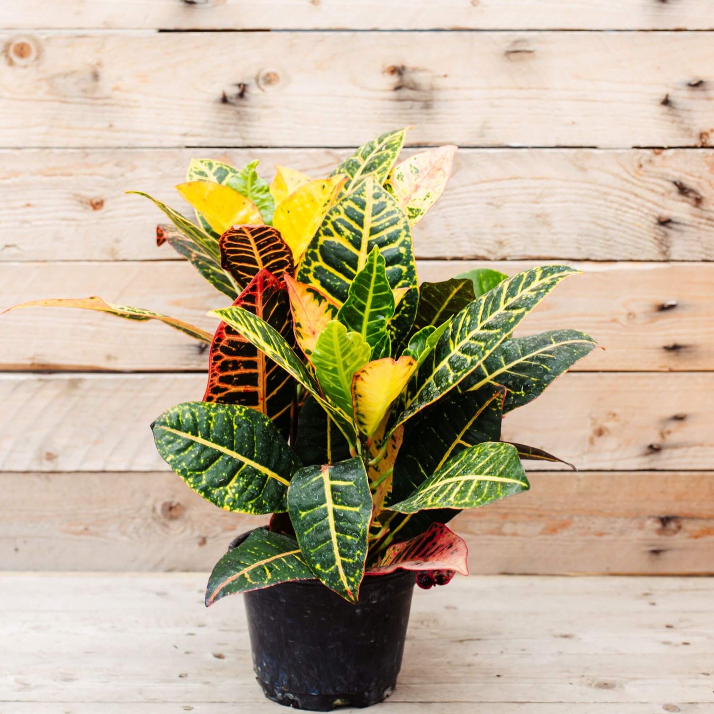 6 Inch Croton