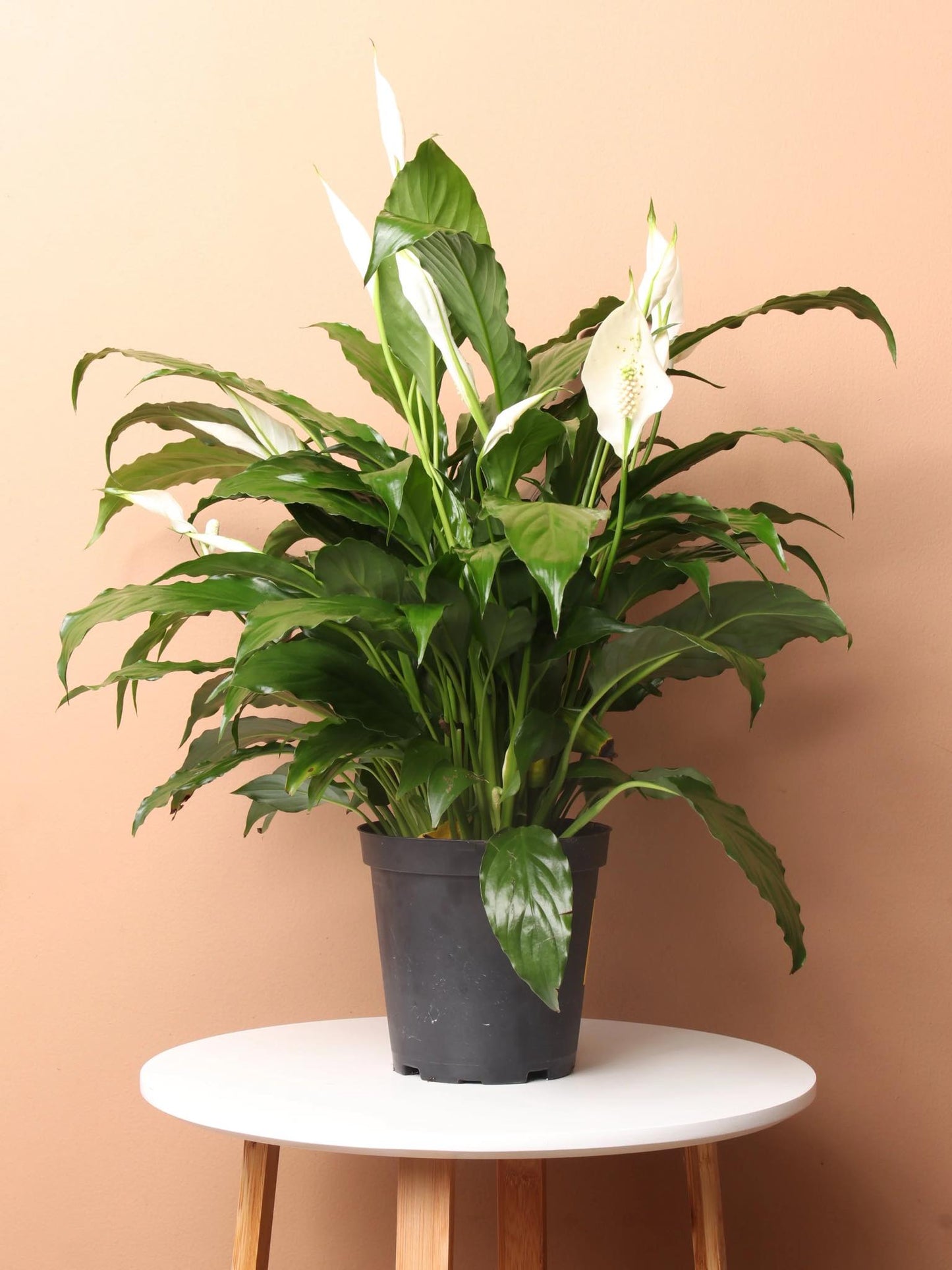 8 Inch Peace Lily