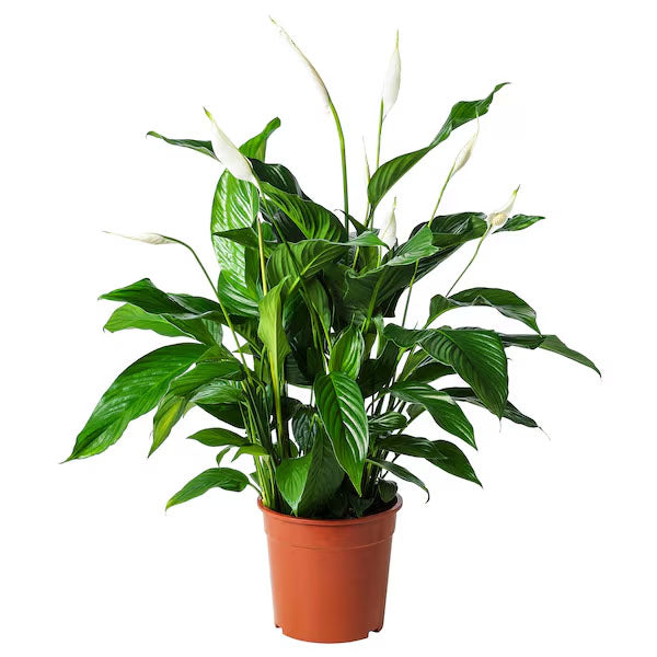 6 Inch Peace Lily