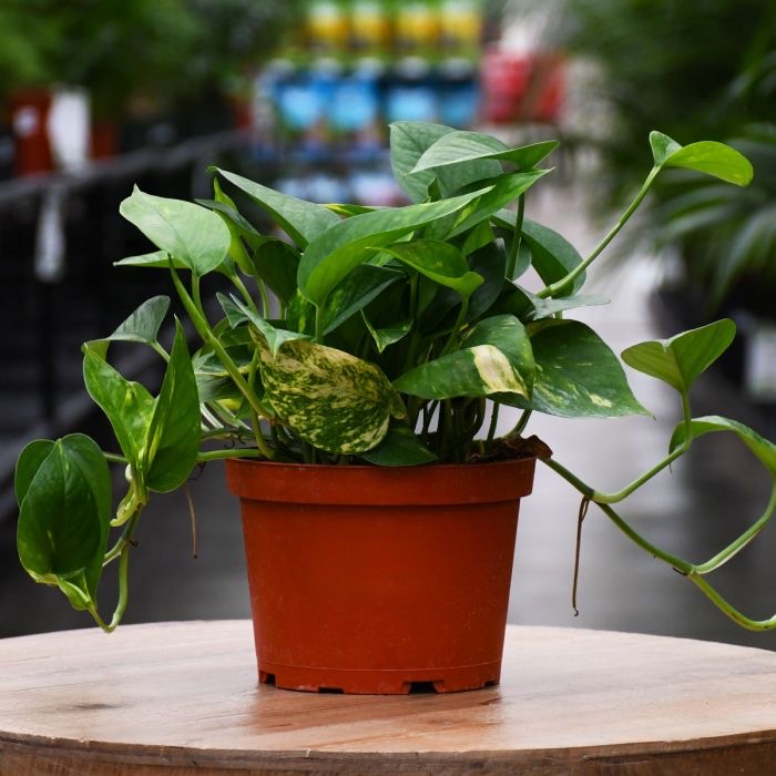 6 Inch Pothos