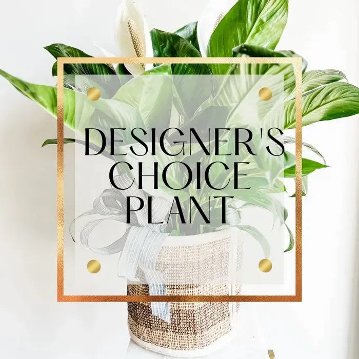 Designers Choice Plant