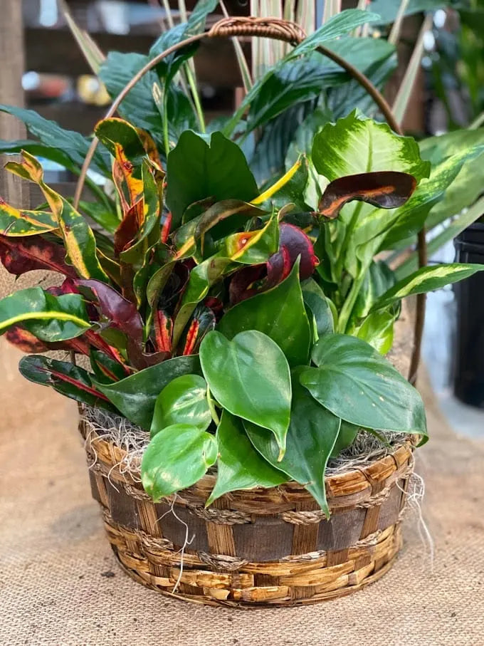 Dish Garden